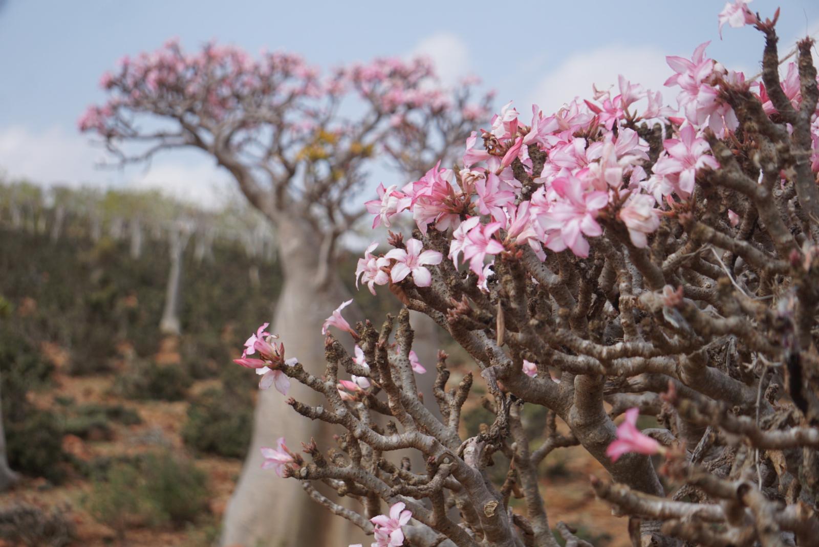 viaggio di gruppo socotra